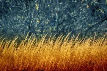 Beautiful autumn forest with dry grass in the foreground.