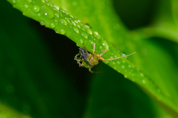 Kleine Spinne im Regen auf einem Blatt