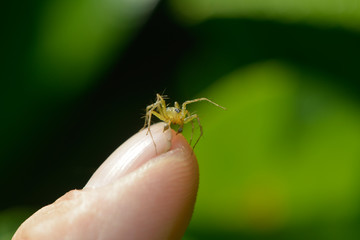 Spinne sitzt auf einer Fingerkuppe