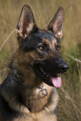German Shepherd Dog