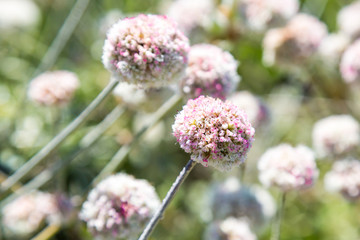 Californian Coastal Flowers