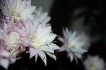Königin der Nacht, eine Kaktusblüte