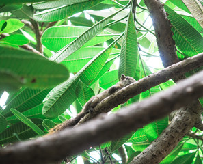 Squirrels eat a fruit on tree