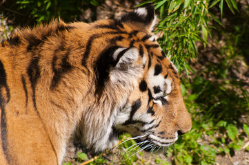 Tiger closeup