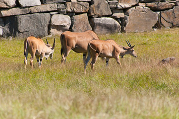 Herd of antelope