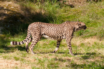 Cheetah
