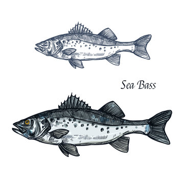 Sea bass fish isolated sketch for seafood design
