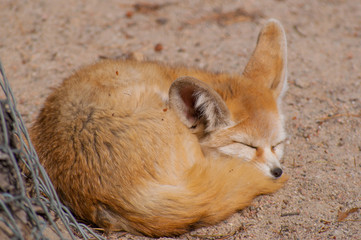 Long ear fox