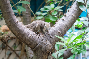 Squirrels eat a fruit on tree