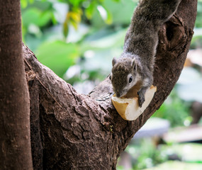 Squirrels eat a fruit on tree
