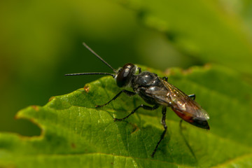 Fliege sitzt auf einem Blatt