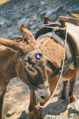 Donkeys at Lindos Acropolis. These animals used for to carry tourist from the village to the...