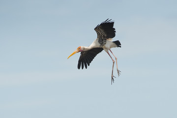 Bird, Painted Stork flying on blue sky