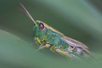 beautiful grasshopper in the early morning