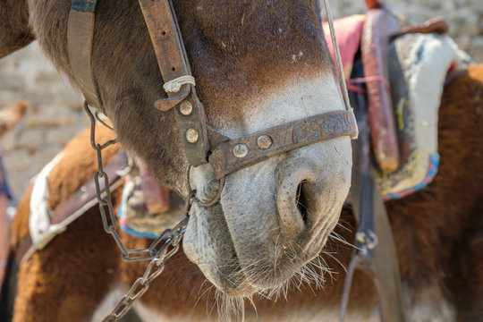 Close up of a face of a donkey at Lindos Acropolis. These donkeys used for to carry  tourist from the village to the acropolis. Village of Lindos. Rhodes, Greece.
