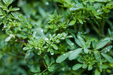 Fototapeta na wymiar Wet plant of common rue (Ruta graveolens)