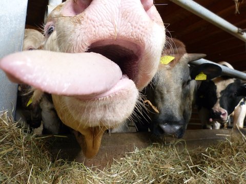 bulle kuh stall schauze nase makro zunge