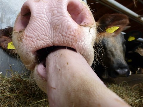 bulle kuh stall schauze nase makro zunge