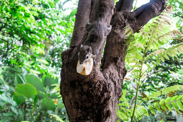 Squirrels eat a fruit on tree