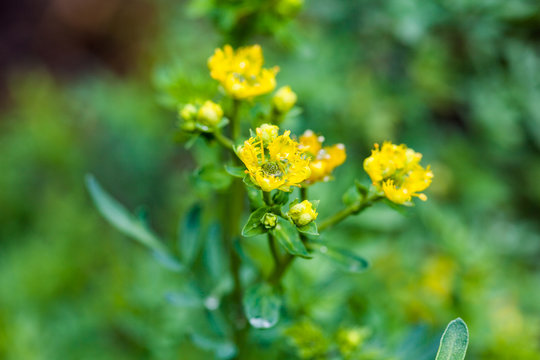 Wet plant and flower of common rue (Ruta graveolens)