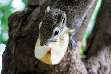 Squirrels eat a fruit on tree