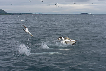 Naklejka premium Gannet, Morus bassanus, diving for fish