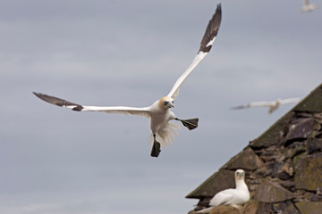 Gannet, Morus bassanus, landing