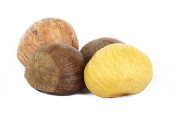chestnut isolated on white background