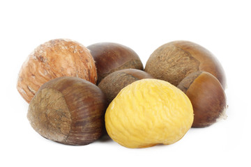 chestnut isolated on white background