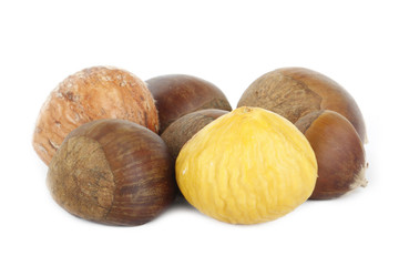 chestnut isolated on white background