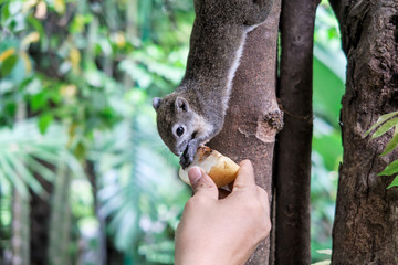 Squirrels eat a fruit on tree