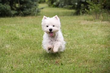 Westie on the grass XV