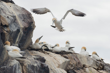 Gannet, Morus bassanus, landing