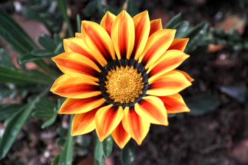 the flower. colorful flower. beautiful flower