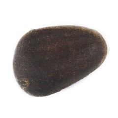 cedar nut isolated