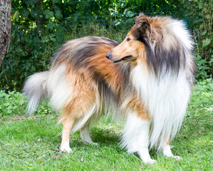 Langhaar-Collie-Rüde dark-sable