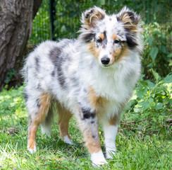 Langhaarige Sheltie-Hündin blue-merle 