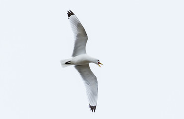 Kittiwake, Rissa tridactyla, in flight