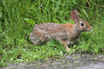 Naklejka na ściany i meble Eastern Cottontail rabbit (Sylvilagus floridanus) in the lush grass beside an old country road.