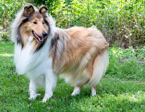 Sch&ouml;ne Collie-H&uuml;ndin dark-sable