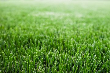 Fototapeta premium Cut grass field
