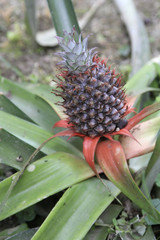 Ananas-Frucht  (Ananas comosus) 