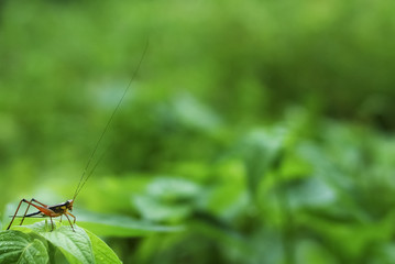 Isolated Cricket On Green Leaf