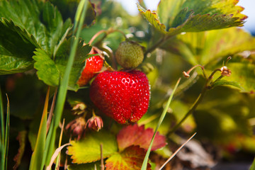 Red berry, a strawberry ripened on a bush in the field. Agriculture to plant berries