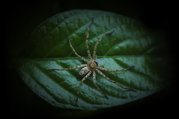 Isolated Spider On Green Leaf