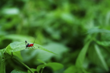 Isolated Cricket On Green Leaf