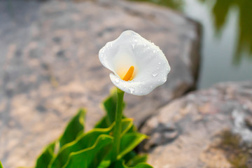 callas with leafs at the garden