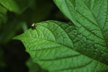 Isolated Insect On Green Leaf