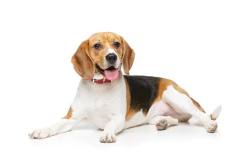 Foto op Canvas beautiful beagle dog isolated on white © svetography