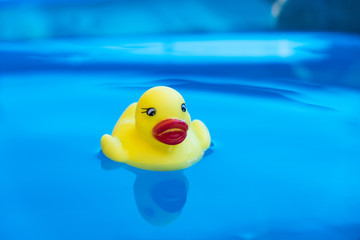 Yellow rubber duck floating on the water surface in the blue swimming pool